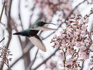 Green Throated Carib Hummingbird, Antigua
